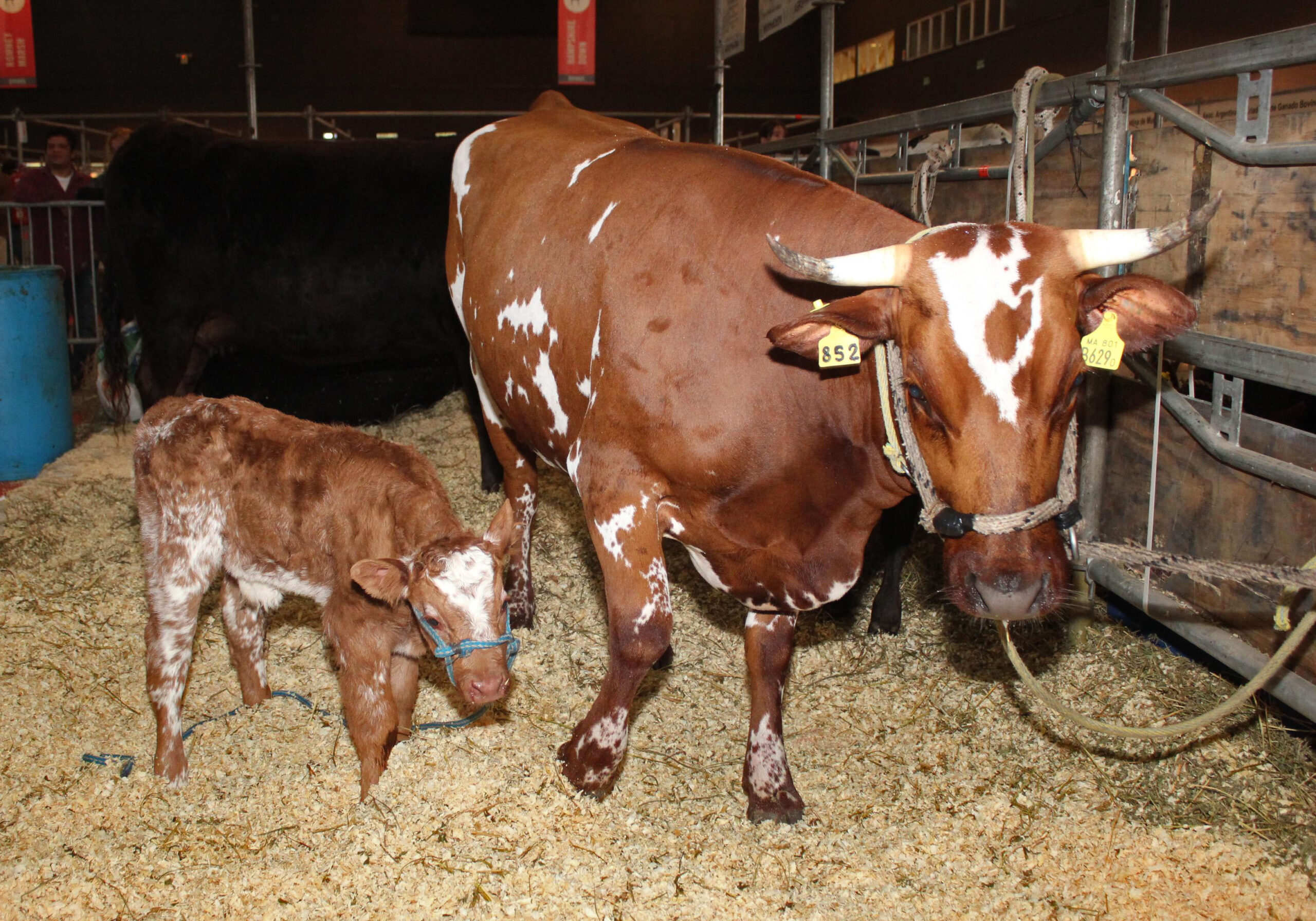 Foto: Noticas Argentinas