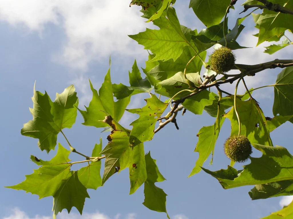 Platanus hispanica
