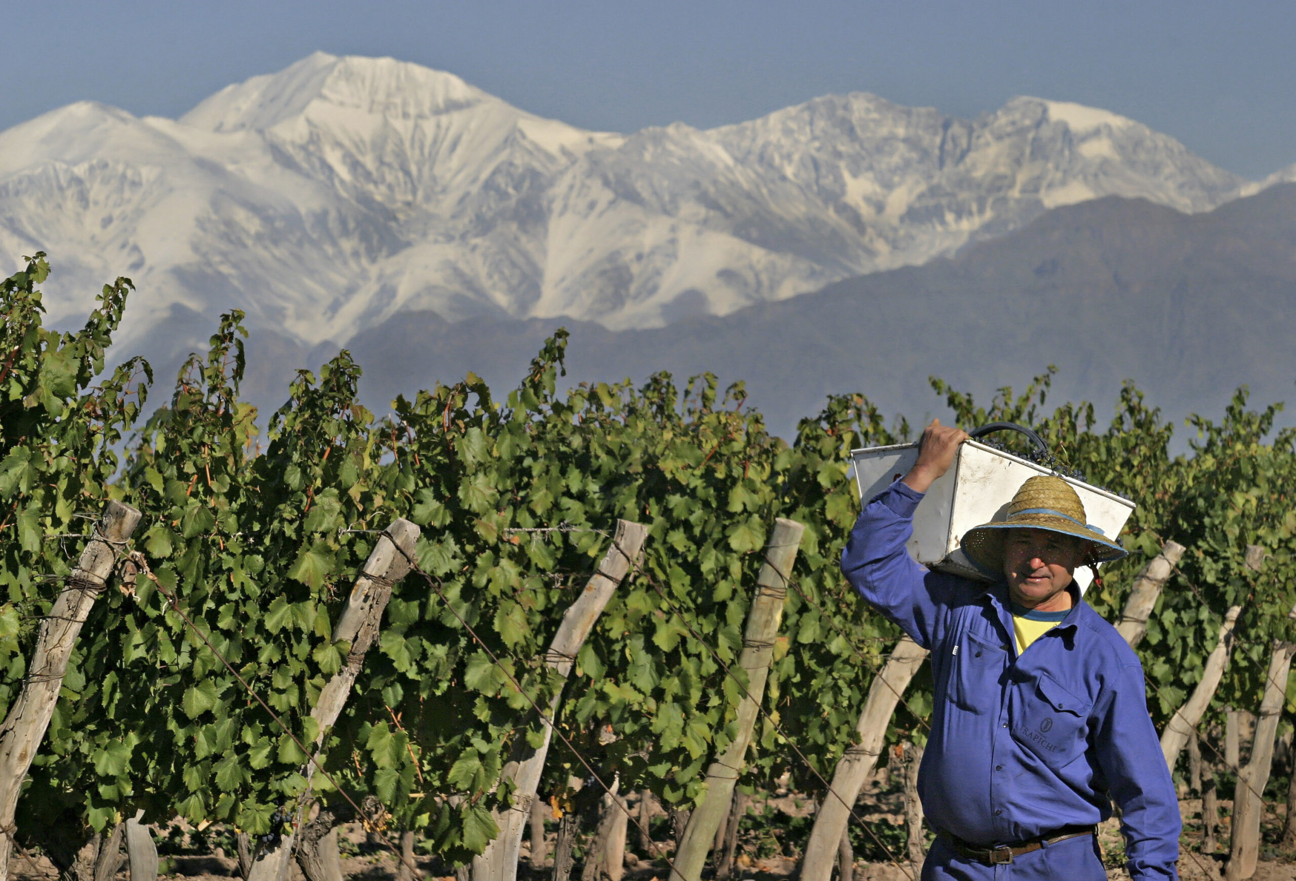 Viñedo en Mendoza. Foto NA