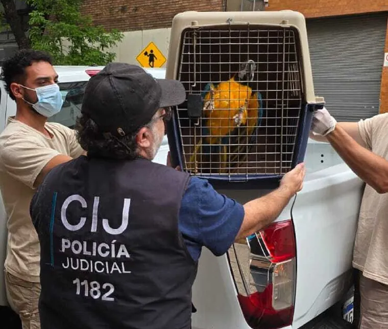 Los animales estaban en un PH en Almagro