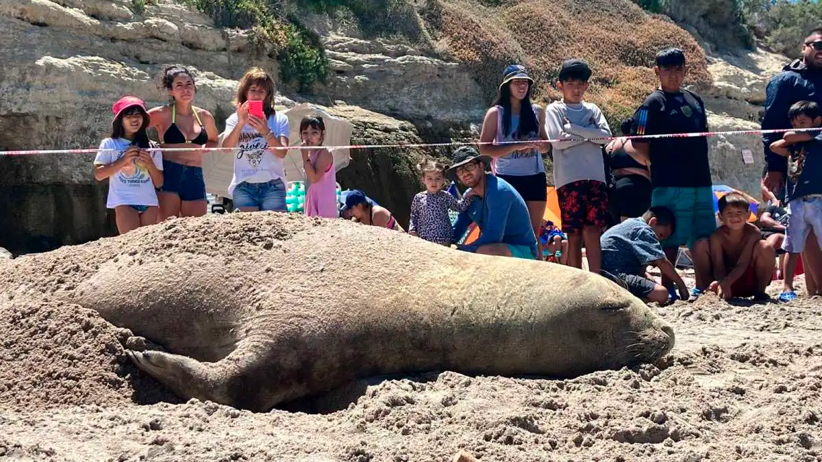 Elefante marino en Las Grutas