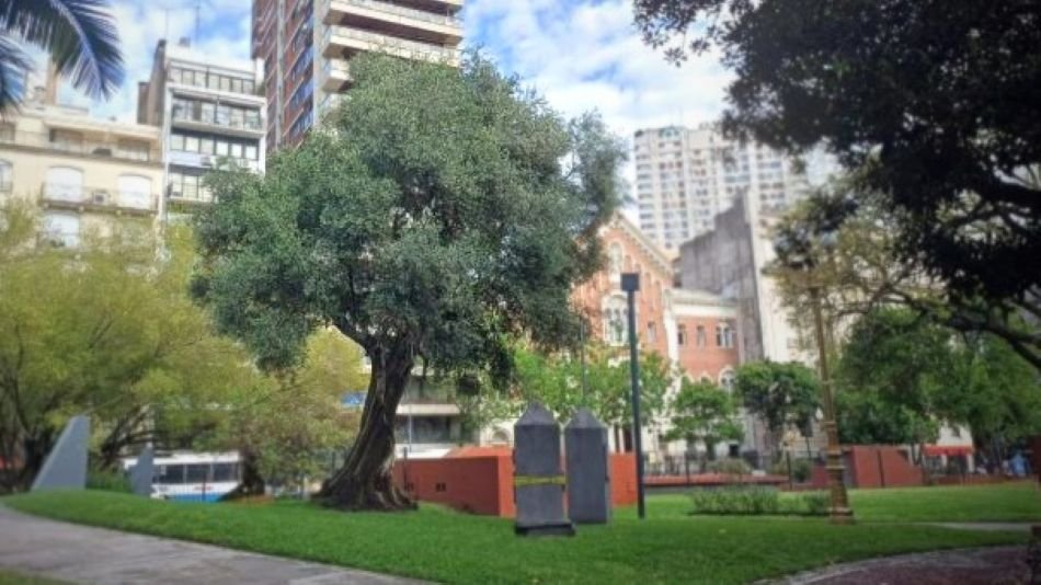 Olivo Centenario en la Plaza Vicente López.