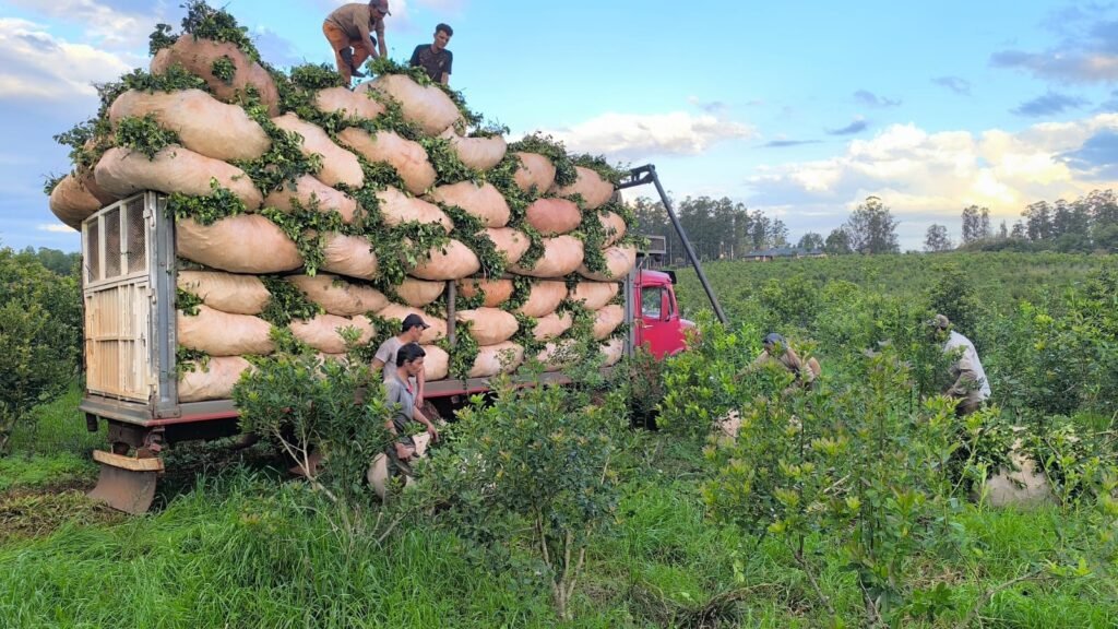 El Yerbal de Julio Petterson en Misiones, donde andemas esta su casa. julio tiene una producción orgánica en su vivienda. Sin uso de pesticidas.